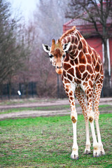 a giraffe controls the surrounding environment in search of leaves to feed on