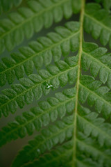 FERN AND A WATER DROP