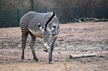Fototapeta na wymiar zebra in search of food