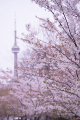 CHERRY BLOSSOMS IN TORONTO