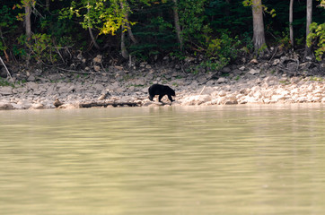brown bear on the banks of the Blue River in Canada