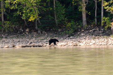 brown bear on the banks of the Blue River in Canada