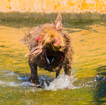 dog drying
