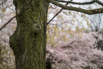 SAKURA TREE