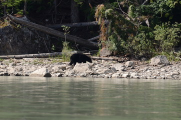 brown bear on the banks of the Blue River in Canada