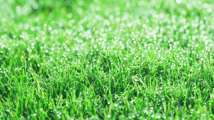 Abundance of dew droplets on green fresh grass on hot summer morning. Greenery gardening and lovely summer time concept background.
