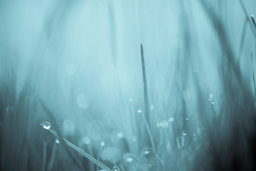 MACRO IMAGE OF GRASS WITH WATER DROPS & BOKEH USING A BLUE EFFECT