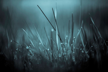 MACRO IMAGE OF GRASS WITH WATER DROPS & BOKEH USING A BLUE EFFECT