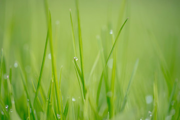 MACRO IMAGE OF GRASS WITH WATER DROPS & BOKEH