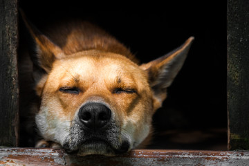 Sad view of a lonely red dog sleeping in the kennel - an old wooden house