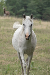 Obraz na płótnie Canvas A BEAUTIFUL WHITE HORSE