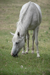 Fototapeta premium A WHITE HORSE GRAZING IN THE FIELD