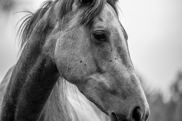 A HORSE