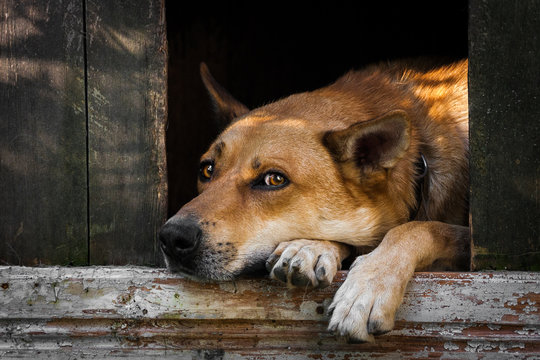 Sad View Of A Lonely Red Dog Sleeping In The Kennel - An Old Wooden House