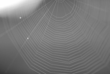 A SPIDER WEB