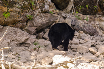 brown bear on the banks of the Blue River in Canada