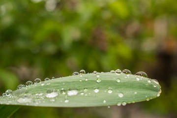 Dew drops on a green leaf after the rain are transparent to the design