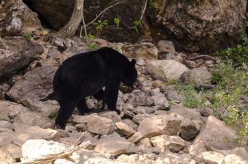 brown bear on the banks of the Blue River in Canada