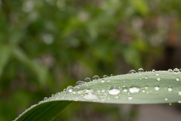 Dew drops on a green leaf after the rain are transparent to the design