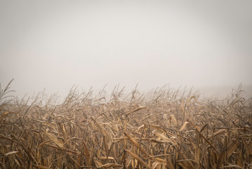 CROP DURING A FOGGY DAY