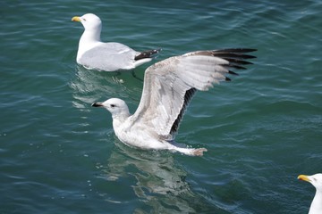 Mouette