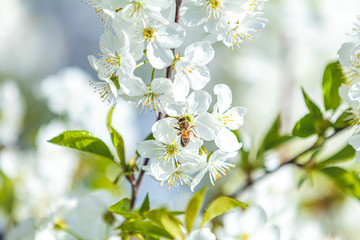 Bee collects nectar.