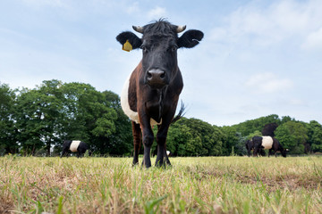 lakenvelder black and white cows in meadow of estate de tangh near rhenen in holland
