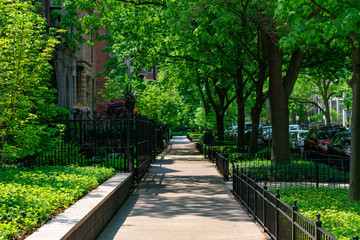 Residential Green Shaded Sidewalk in the Gold Coast Neighborhood of Chicago