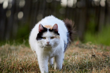 Naklejka na ściany i meble wild cat in nature in a village in Russia