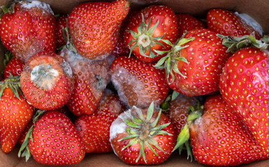 Verdorbene Erdbeeren mit Fläulnisbefall