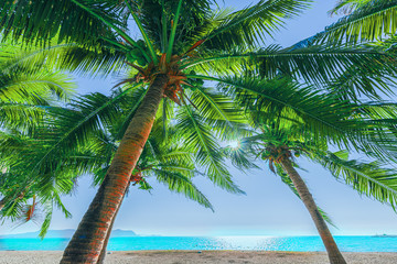 Fototapeta na wymiar Coconut palm trees against blue sky and beautiful beach in Pattaya Thailand.
