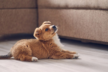 Beautiful cute puppy lying on the bright floor in the apartment, lifting his head up