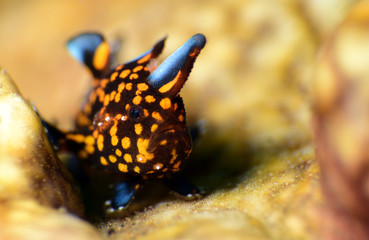 Amazing underwater world - Painted frogfish - Antennarius pictus. Tulamben, Bali, Indonesia.
