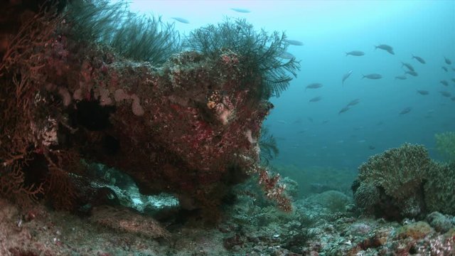 Tasselled Wobbegong on a coral reef. South Raja Ampat dive site Anchor Mistake 4k footage