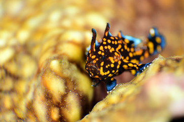Amazing underwater world - Painted frogfish - Antennarius pictus. Tulamben, Bali, Indonesia.