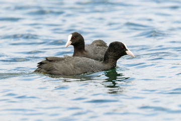 Zwei Wasservögel schwimmen auf Wasser