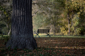A PARK BENCH IN THE FALL