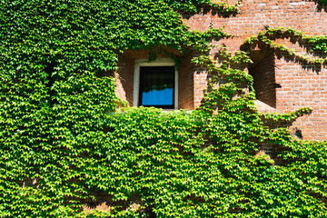 window of the house is wrapped in ivy.