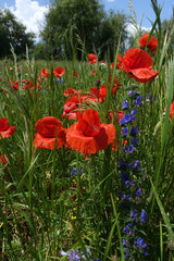red poppies 