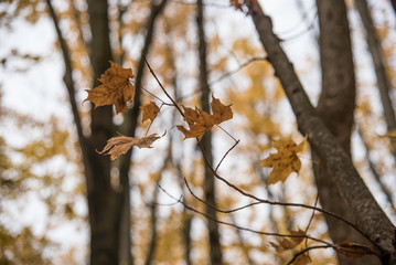 LEAVES IN AUTUMN