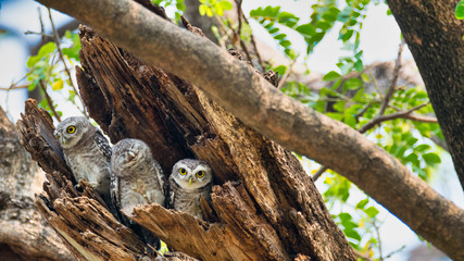 3 birds that live as families are located  in the hollows of trees with a white background.Spotted owlet are natural wildlife. Resident of open habitats including farmland and human habitation.
