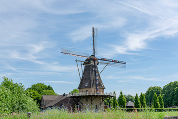 Fototapeta na wymiar Dutch windmill and corn field with blue flowers in summer, Oerle, Netherlands
