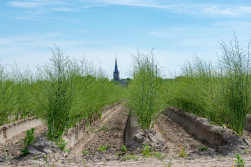 Cultivation cycle of growing of white asparagus plant in summer season in Dutch farms