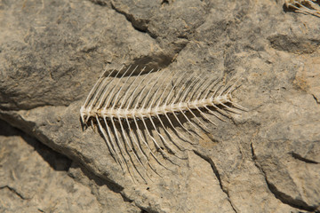Fish bones on the beach,drought, dead fish