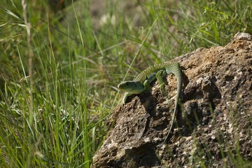 Lézard Ocellé