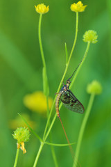 Mayflies - winged insect.