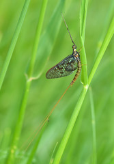 Mayflies - winged insect.