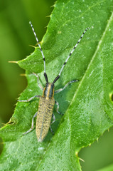 Beetle crawling on the stem.