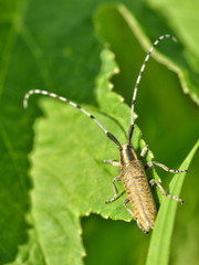 Beetle crawling on the stem.