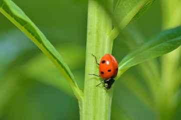 Ladybug on the plant flower.